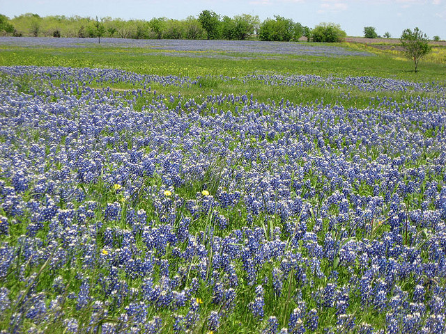 a field of Texas bluebonnets